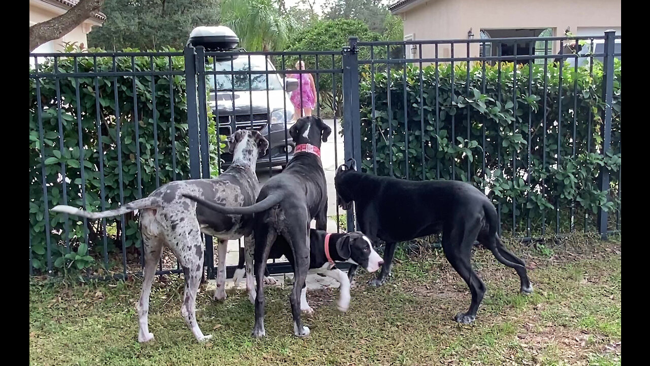 Great Dane Puppy Strolls Under Great Dane Party Greeters