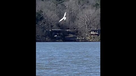 Seagulls diving for fish in the Coosa River