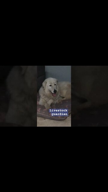Livestock guardian resting after going missing #maremma #livestockguardiandog