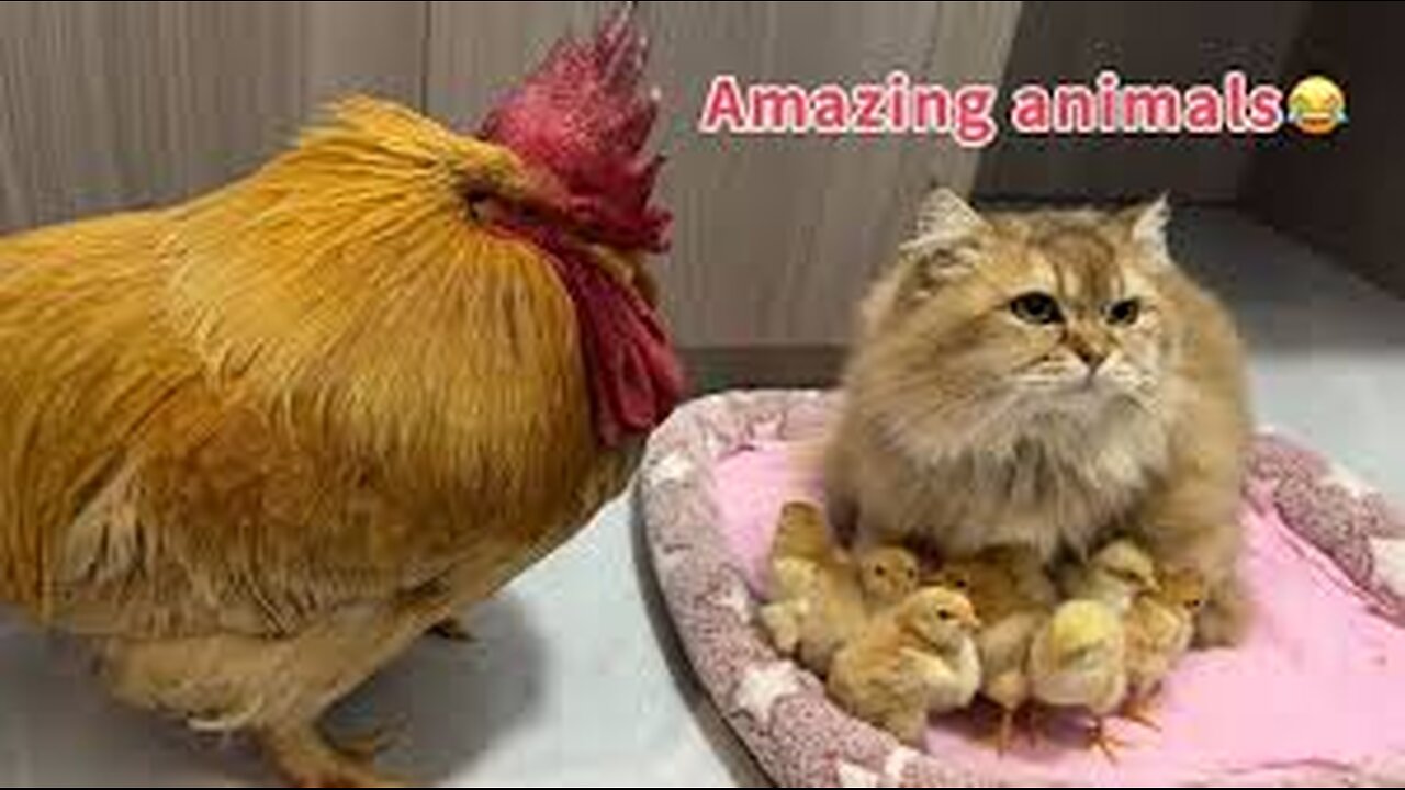 When the hen bullied the cat, a group of chicks bit the hen.The funniest animals in the world!cute