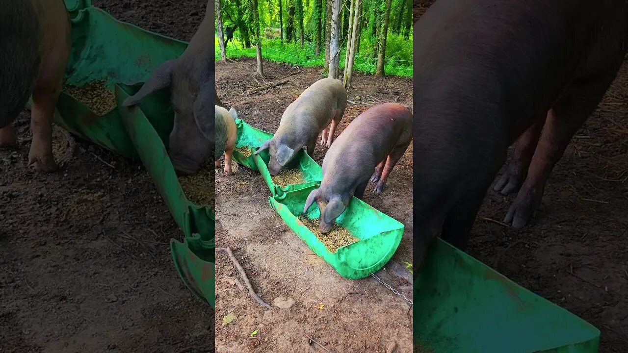 Huge Pigs Eating Breakfast @UncleTimsFarm #kärnəvór #carnivore #shorts #hereford #freerangepigs