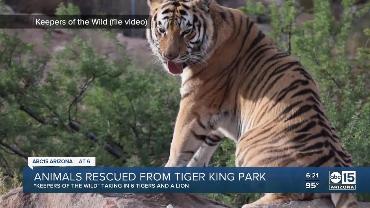 Animals rescued from Tiger King Park