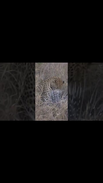 Leopard Attacks A Porcupine! #shorts