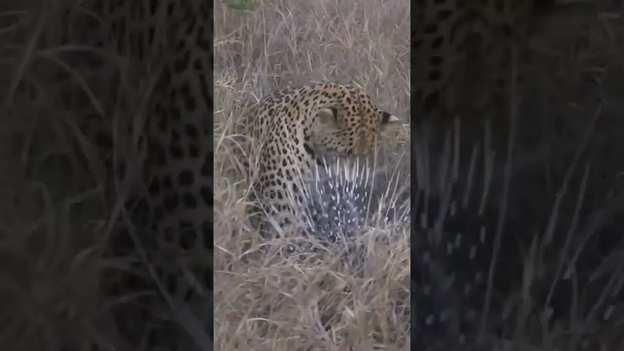 Leopard Attacks A Porcupine! #shorts