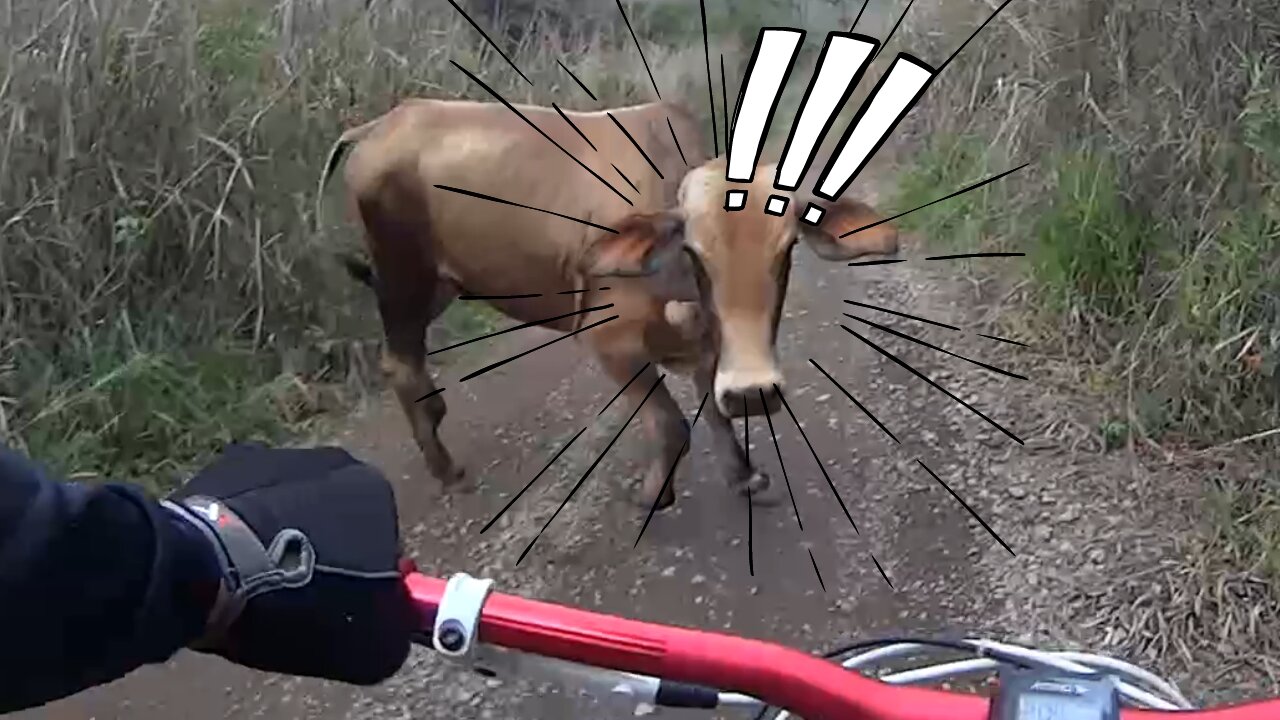 Vaca Atropelando ciclista | Cow running over cyclist