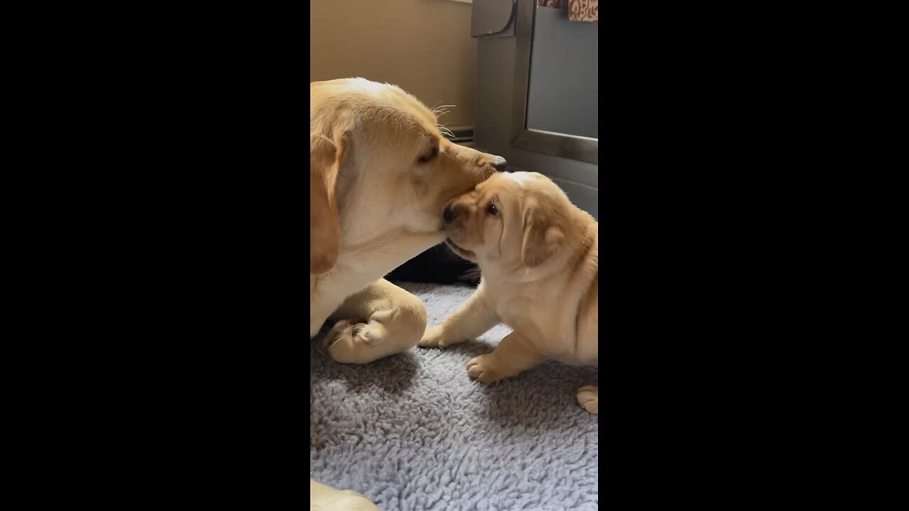 Puppy Playing with Mom