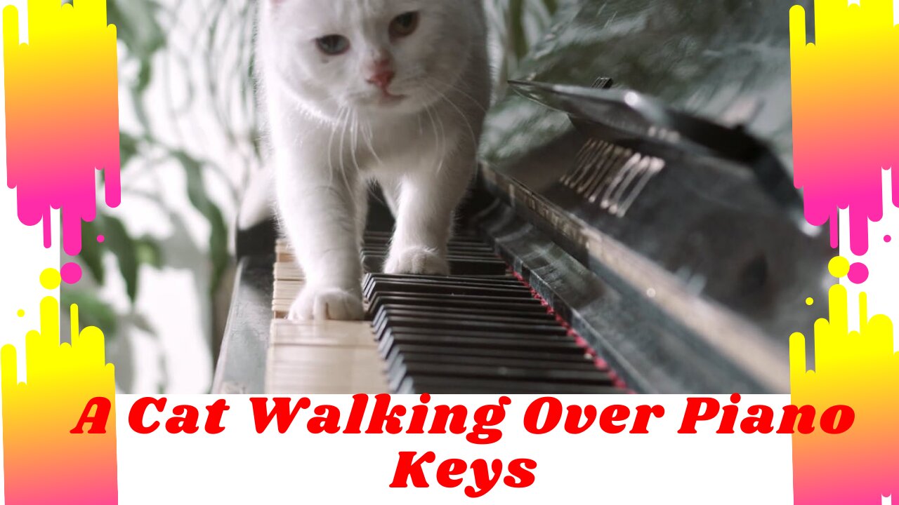 A Cat Walking Over Piano Keys