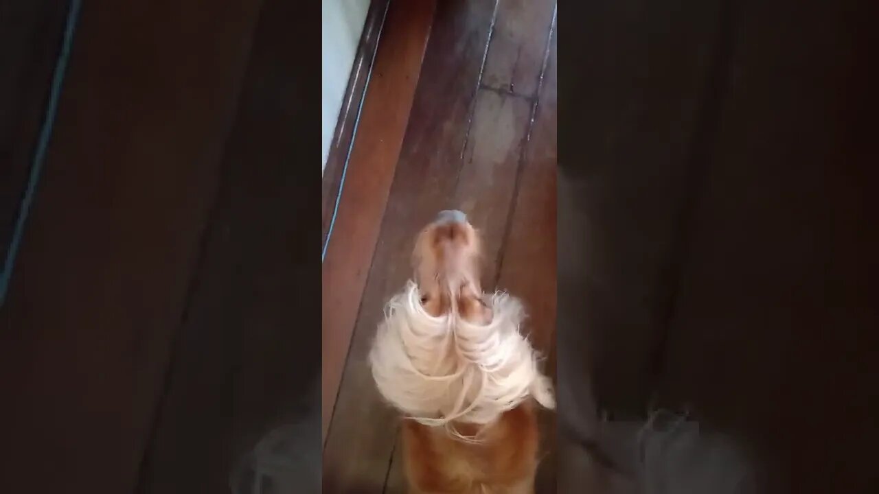 #dogshow, #amimals, #dogs, #shorts