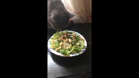 Kitty cat likes salad