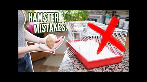 6 MISTAKES hamster owners make!