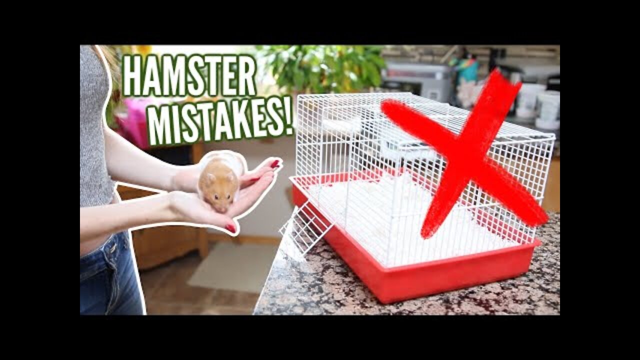 6 MISTAKES hamster owners make!