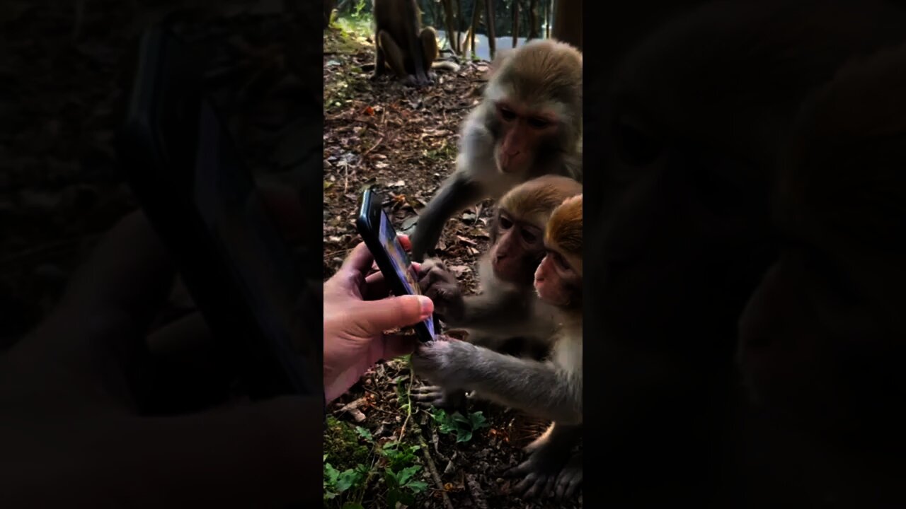 monkey watch mobile haha🤣🤣🙀