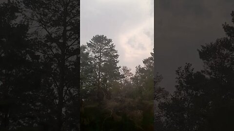 Rain in the woods