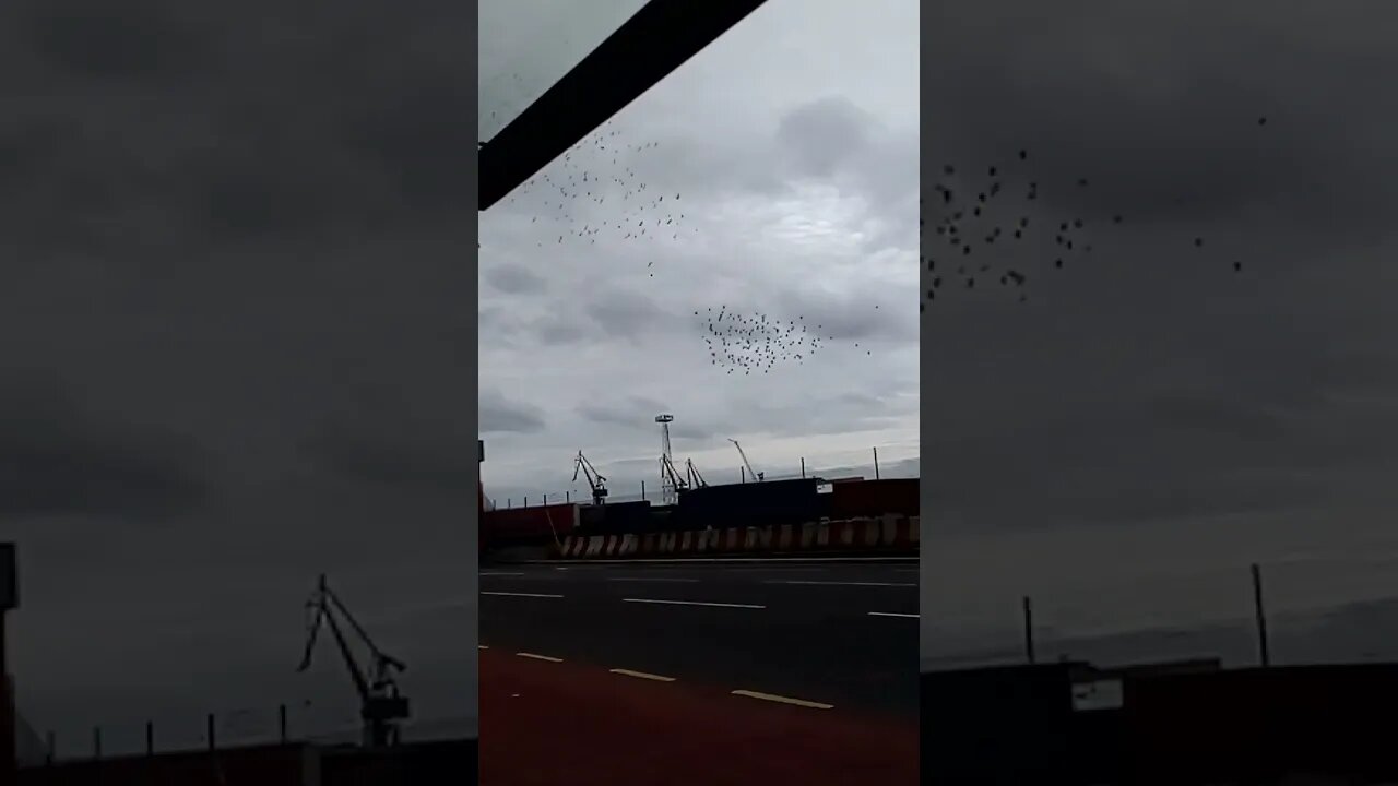 Belfast birdies.