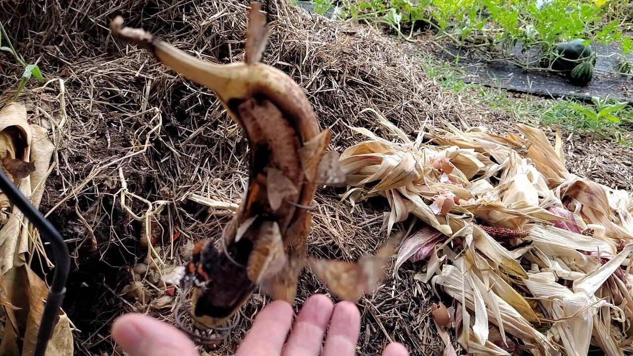 Butterflies and Flies on Rotting Banana Flying in Slow Motion