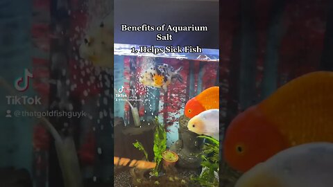 BENEFITS OF AQUARIUM SALT #goldfish #fishkeeping #fishlovers #fishtank #petgoldfish #aquariuminfo