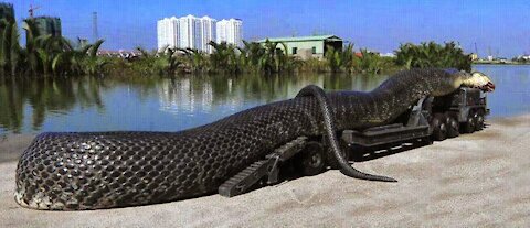 THE BIGGEST COBRA IN TE WORLD!!!