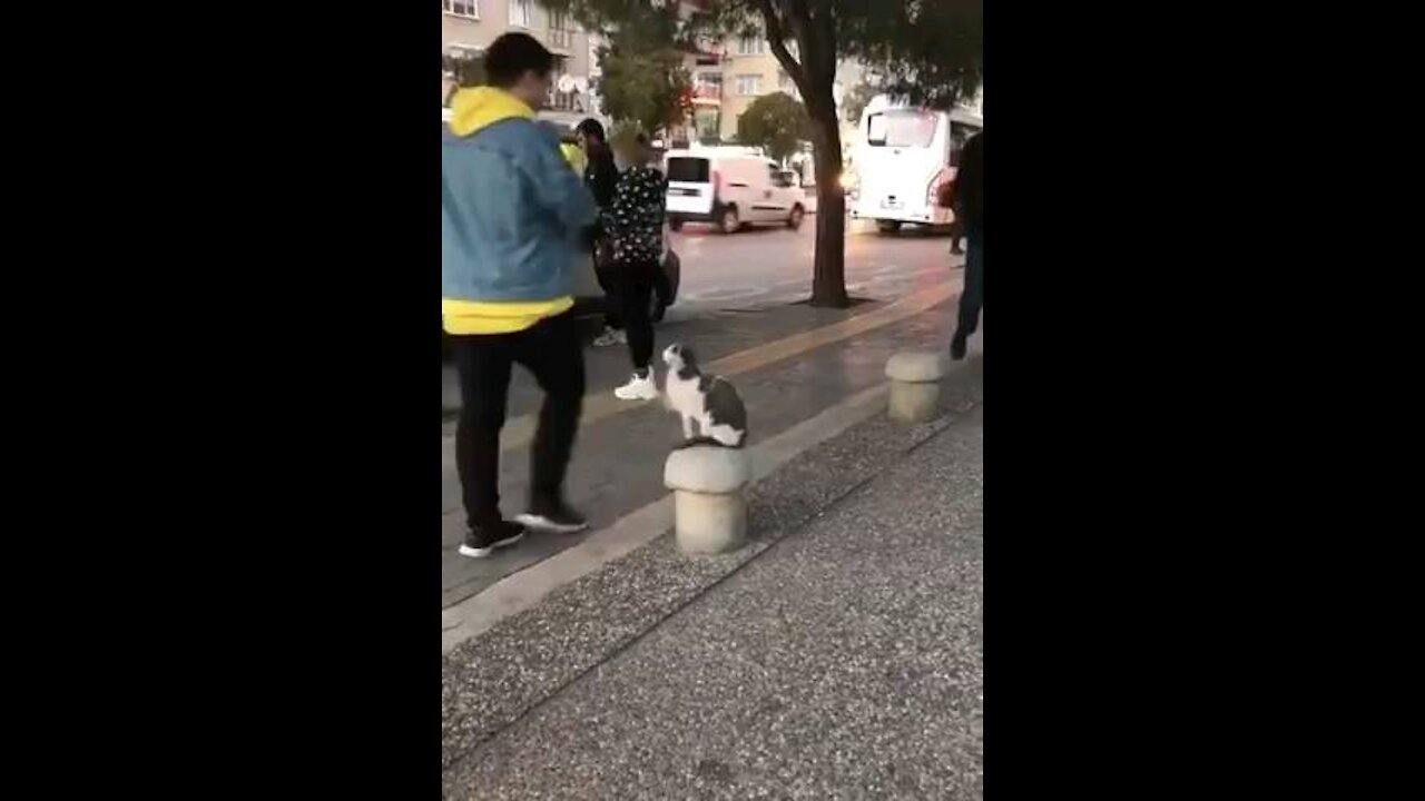 Stray Cat Sits on Sidewalk and Attacks Pedestrianss