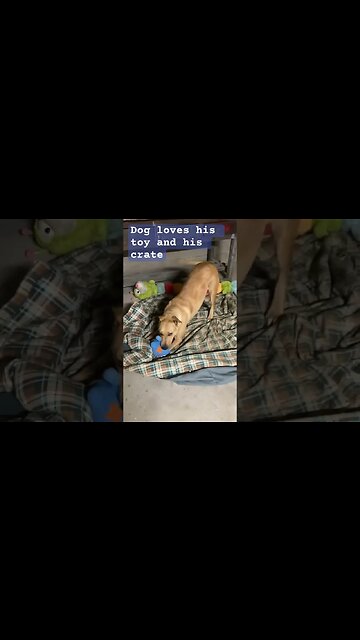 Dog loves playing with his favourite toy ❤️