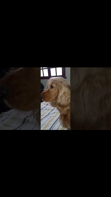 #dogshow, #amimals, #dogs, #shorts