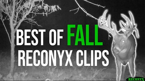 Best Of FALL Reconyx Clips