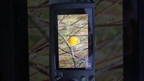 Yellow Warbler #birds #shortvideo #viral #shorts