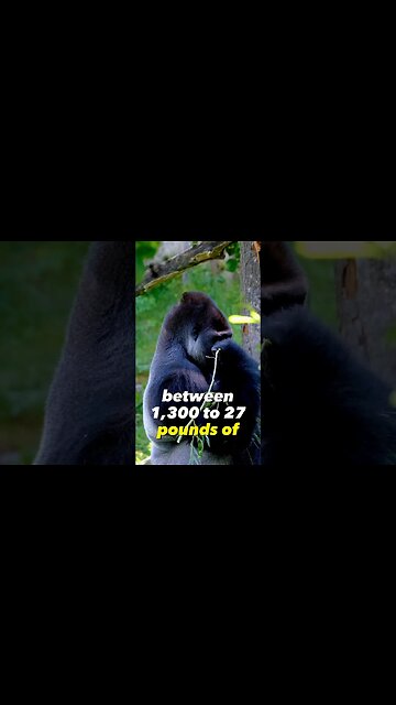 A Gorilla Punch is that powerful!