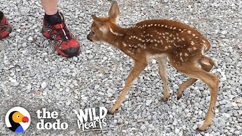 Tiny Baby Deer Asks People to Rescue Her | The Dodo Wild Hearts