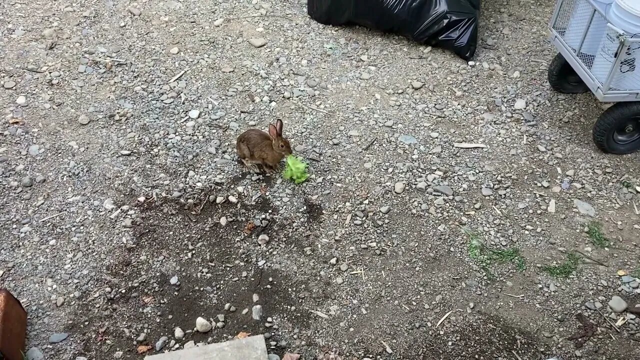 Mr. Bun hunting for lettuce (2022)