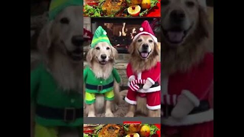 Amazing Baby Dogs -Cute And Funny Dog Videos Compilation #short MERRY CHRISMAS 2021.