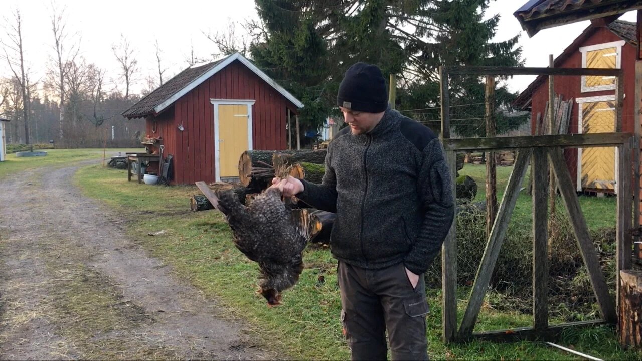 Watching a Chicken Having a Heart Attack