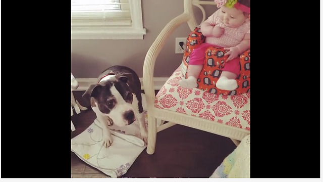 Baby cracks up at dog catching treats