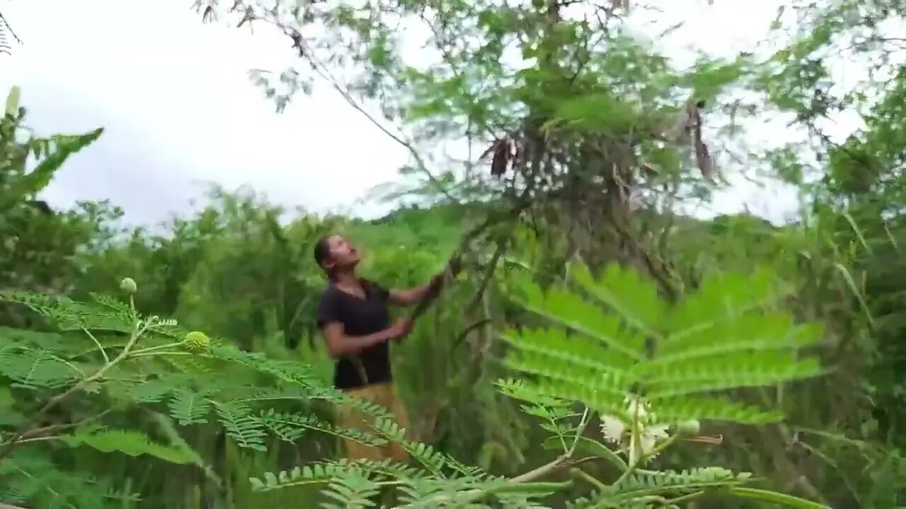 Found lots Swarm of Coconut worms for food in Jungle