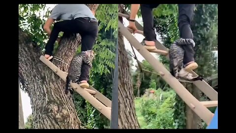 Cat refuses to let go of the owner as he climbs down the ladder