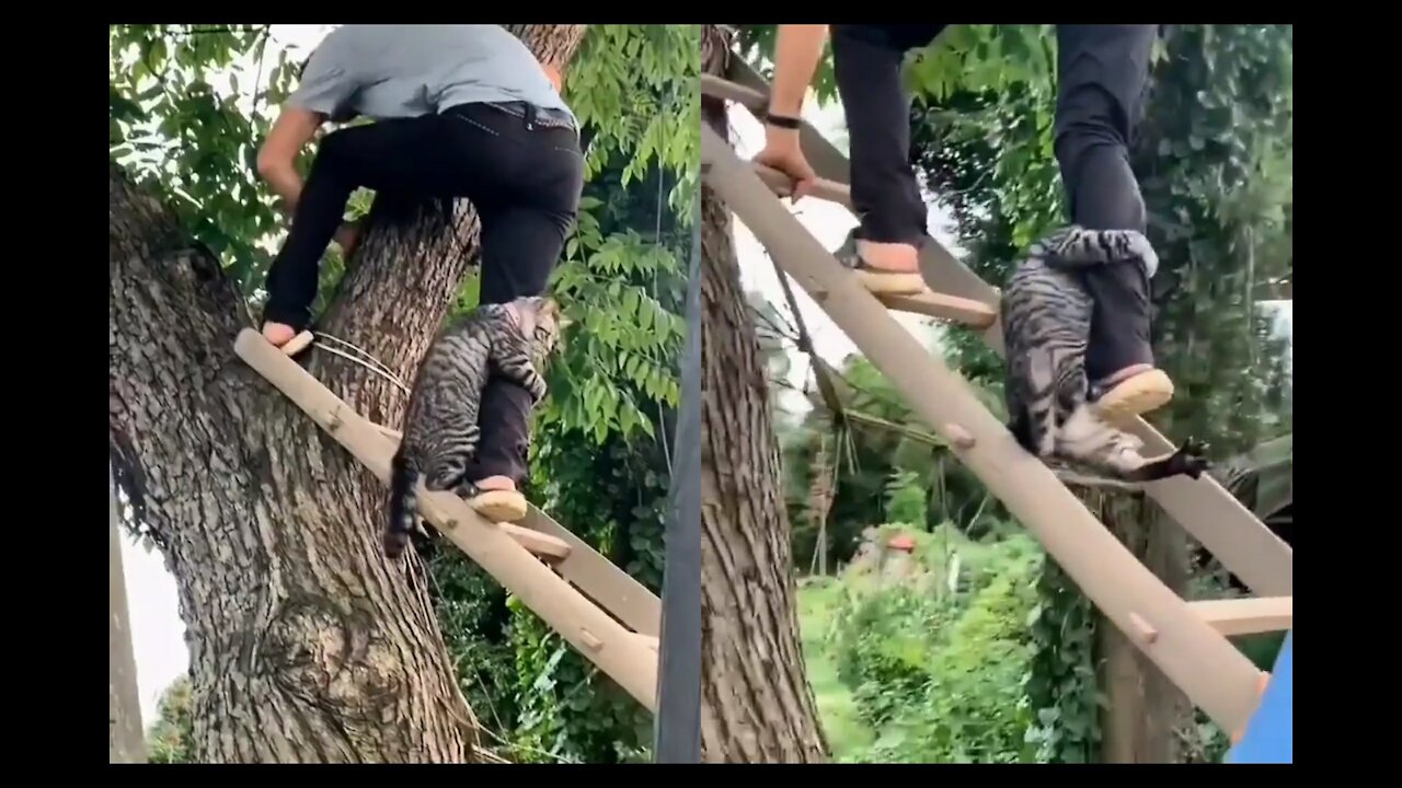 Cat refuses to let go of the owner as he climbs down the ladder