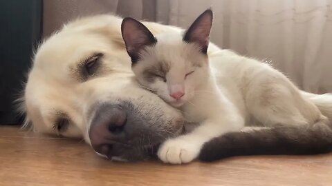 Golden Retriever and Kitten True Love!