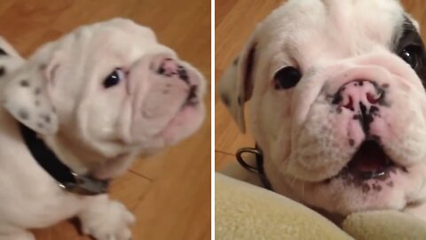Loving puppy does not want to be left alone