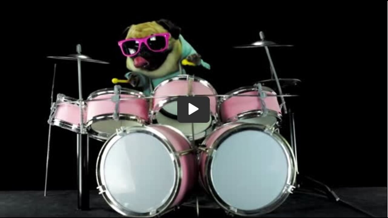 Aspiring Rock Star - Cute Dog Video