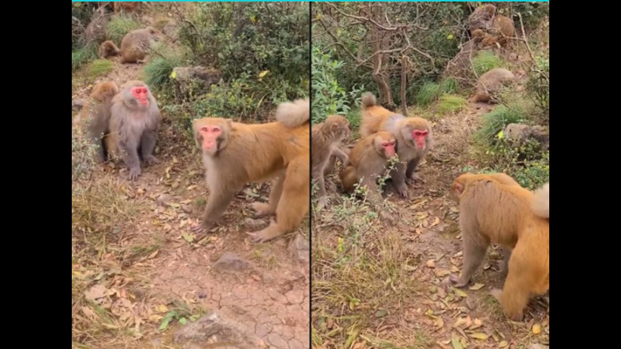 Best Monkey Moments | Poor Monkeys and young girl little monkey