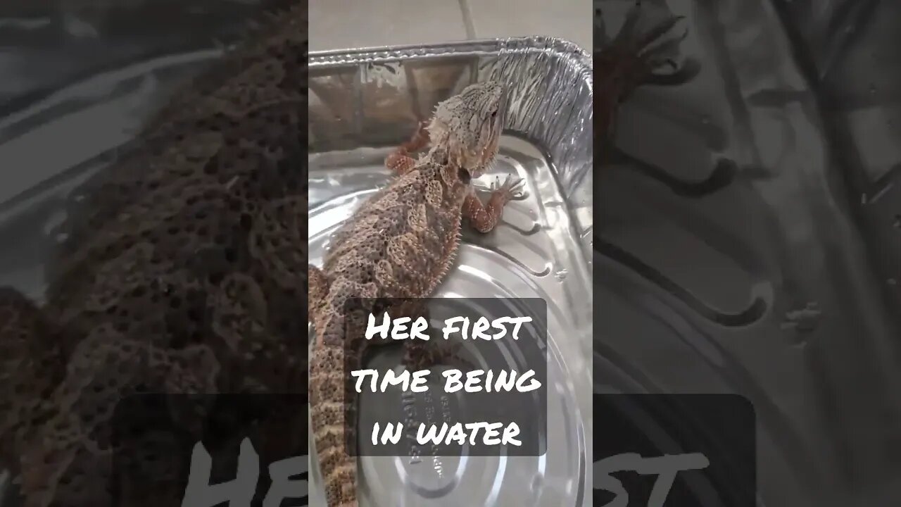 Bearded Dragon's First Swim