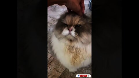 Funniest Cat Videos That Will Make You Laugh Funny Cats And Kittens #04