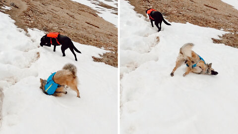 German Shepherd playing in the snow with a friend