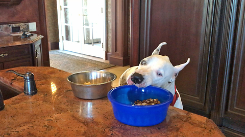 Great Dane Helps Himself To His Dinner