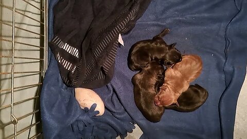 cute sleeping OBI2023 BABY PATTERDALE TERRIERS day 4: size difference types BSL hunting working fell