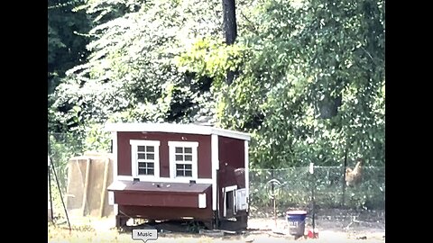 Hens celebrating their new eggs & Ballz, the Rooster, defending the Labor Room!