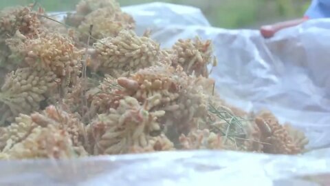 Pine Pollen for Cake