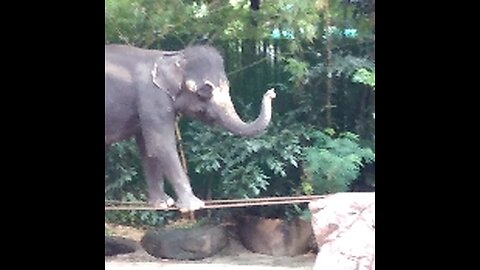 Elephant Show in Bangkok Ep 01