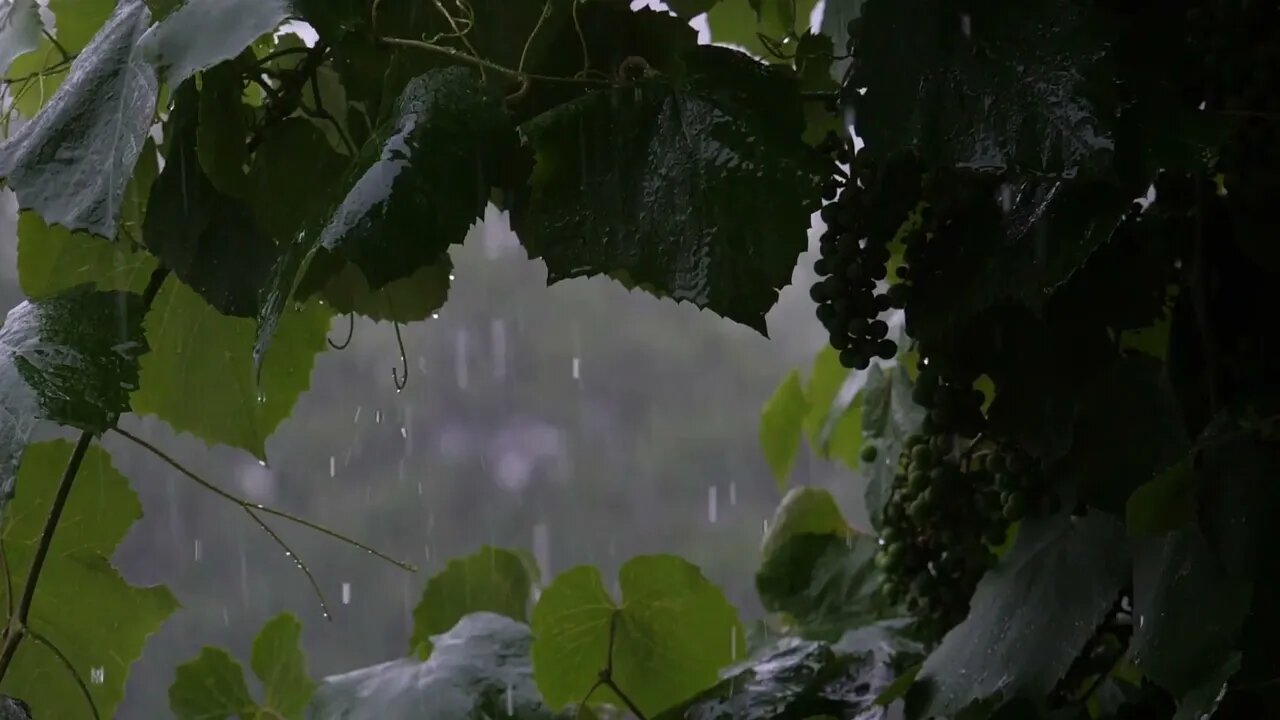 FALL ASLEEP in 3 MINUTES. Sleep to the Rain Sounds!