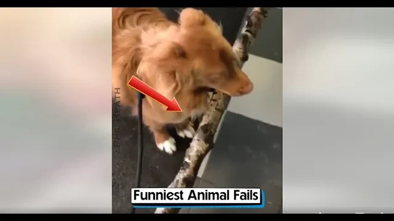 Funniest Animal Fails