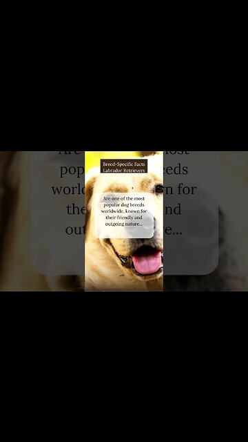 Fun Facts about Labrador Retrievers